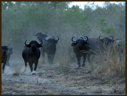 Herd of Buffalo